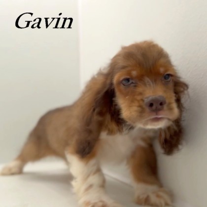 puppy, for, sale, Cocker Spaniel, Joe & Cherri  Overlease, dog, breeder, Miller, MO, dog-breeder, puppy-for-sale, forsale, nearby, find, puppyfind, locator, puppylocator, aca